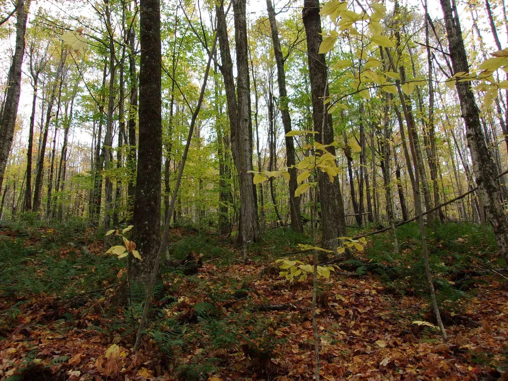 0 Foliage Lane Westmore VT 25822