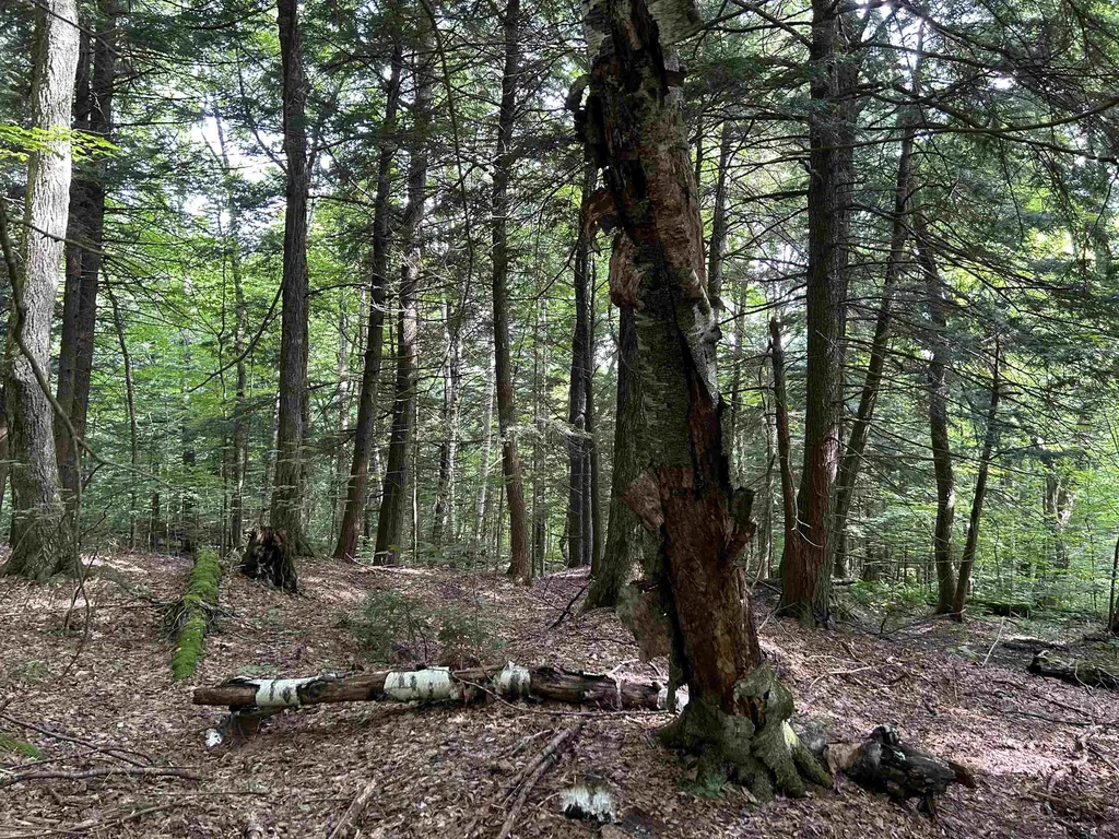 3325 Mud City Loop Morristown VT 05661