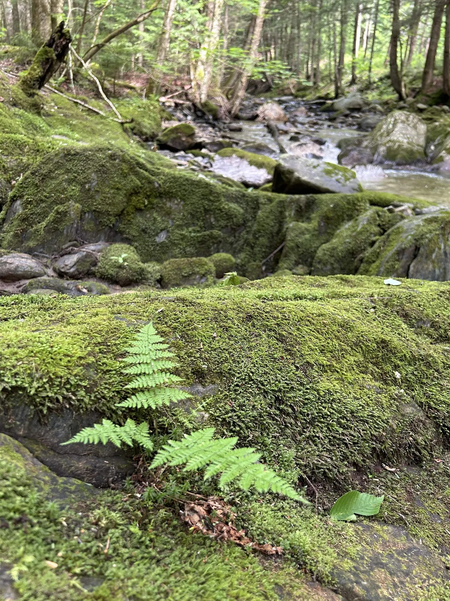 3325 Mud City Loop Morristown VT 05661