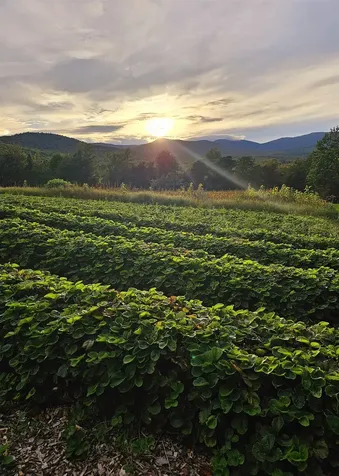 3325 Mud City Loop Morristown VT 05661