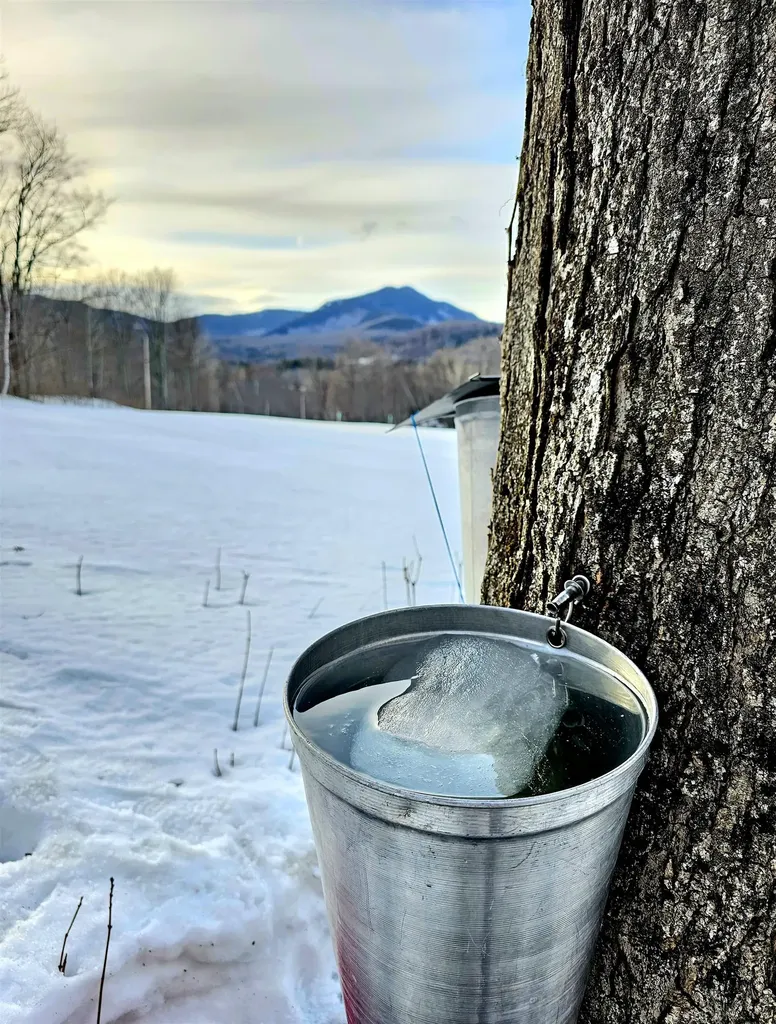 3326 Mud City Loop Morristown VT 05661