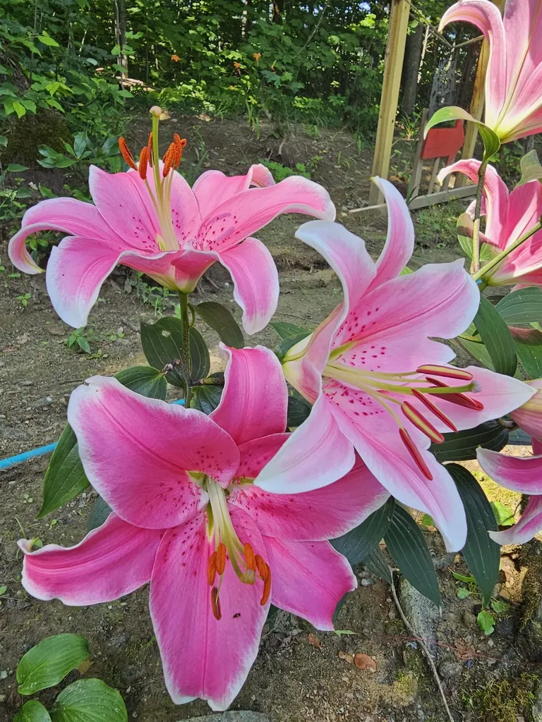 3326 Mud City Loop Morristown VT 05661