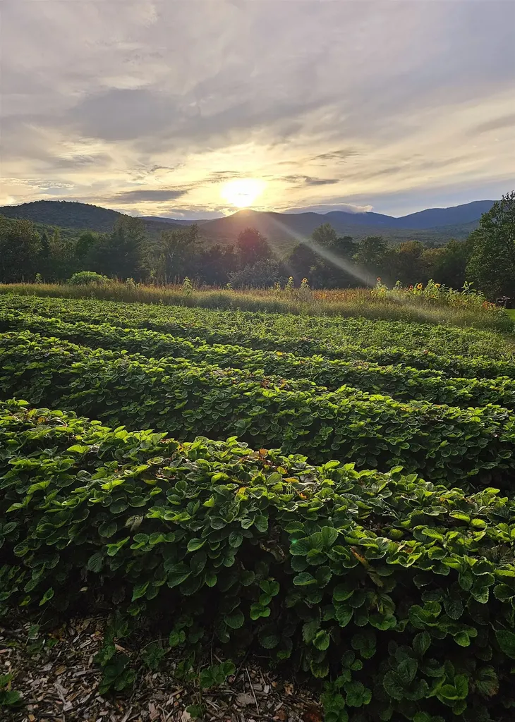 3326 Mud City Loop Morristown VT 05661