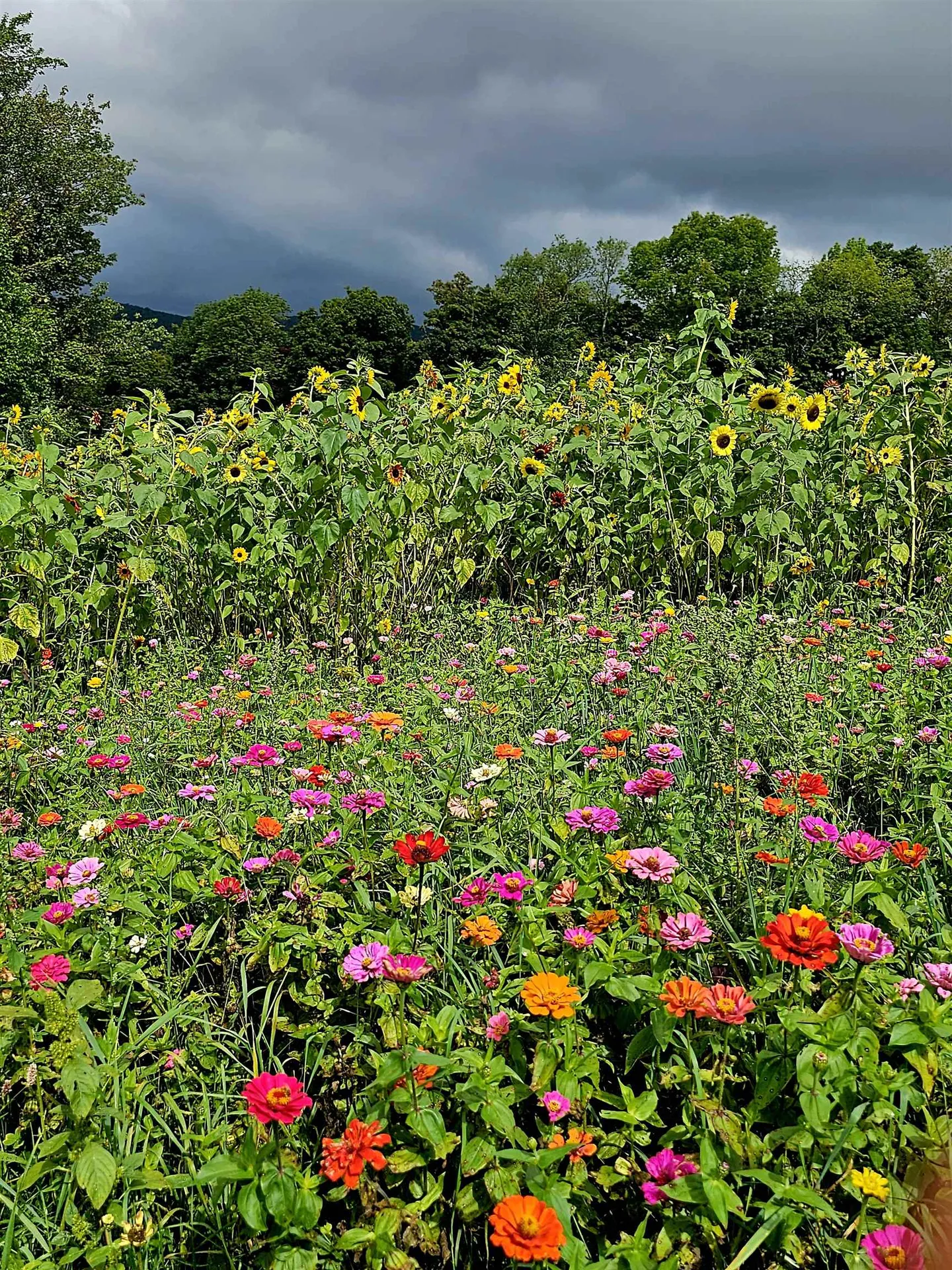 3326 Mud City Loop Morristown VT 05661