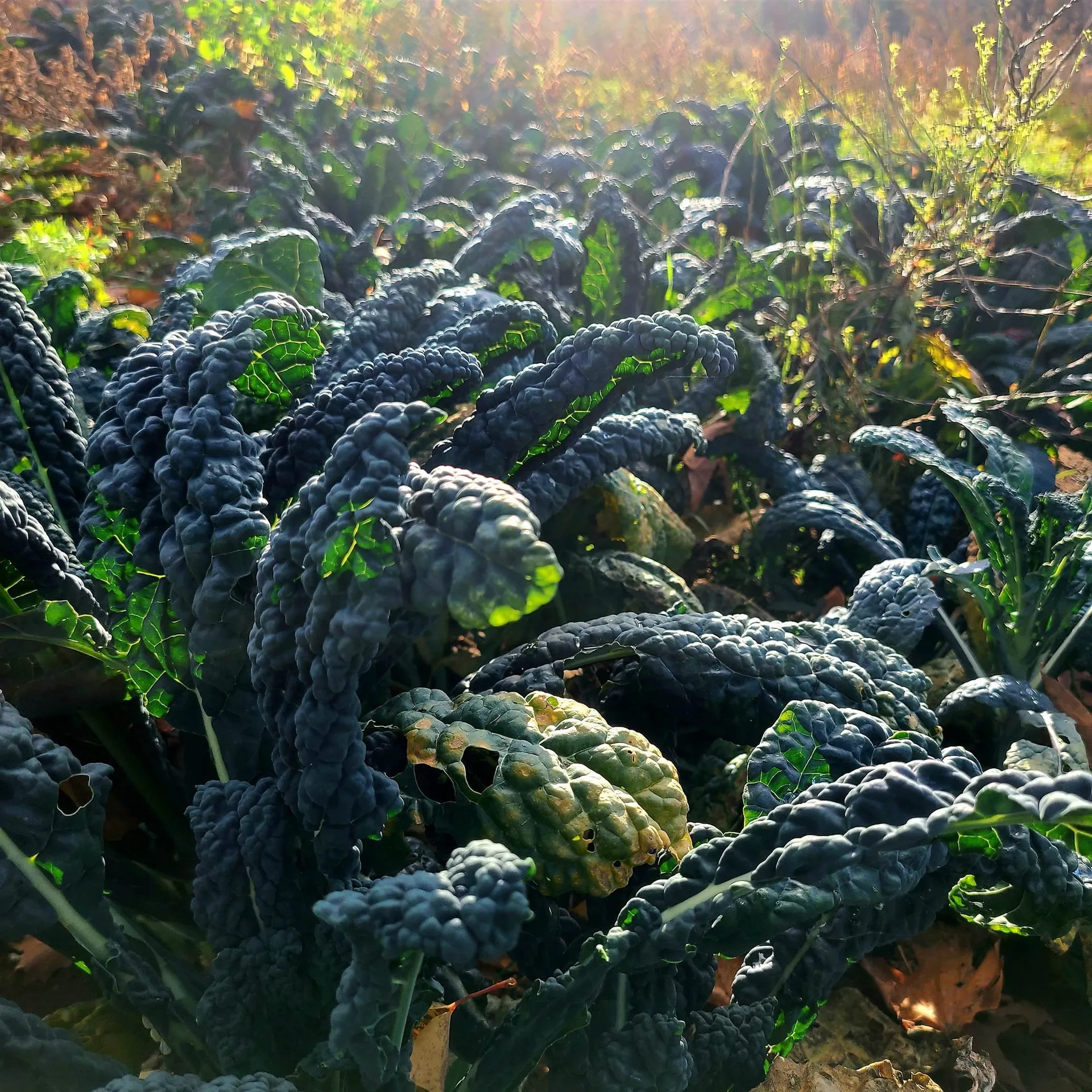 3326 Mud City Loop Morristown VT 05661