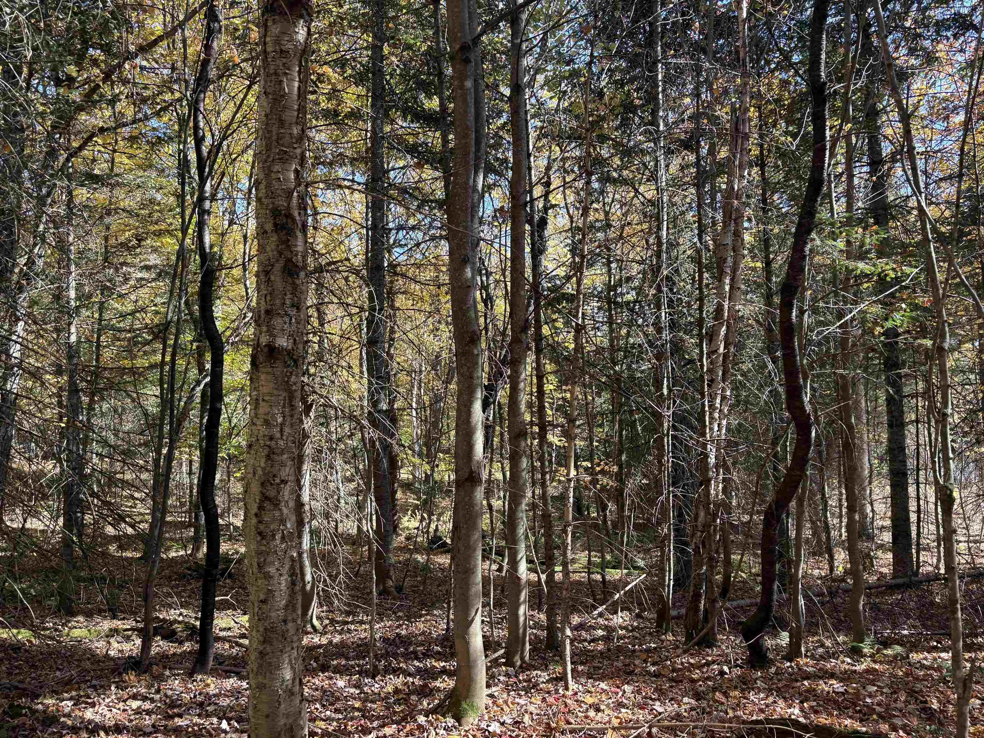 000 Baird Road Newark VT 05871