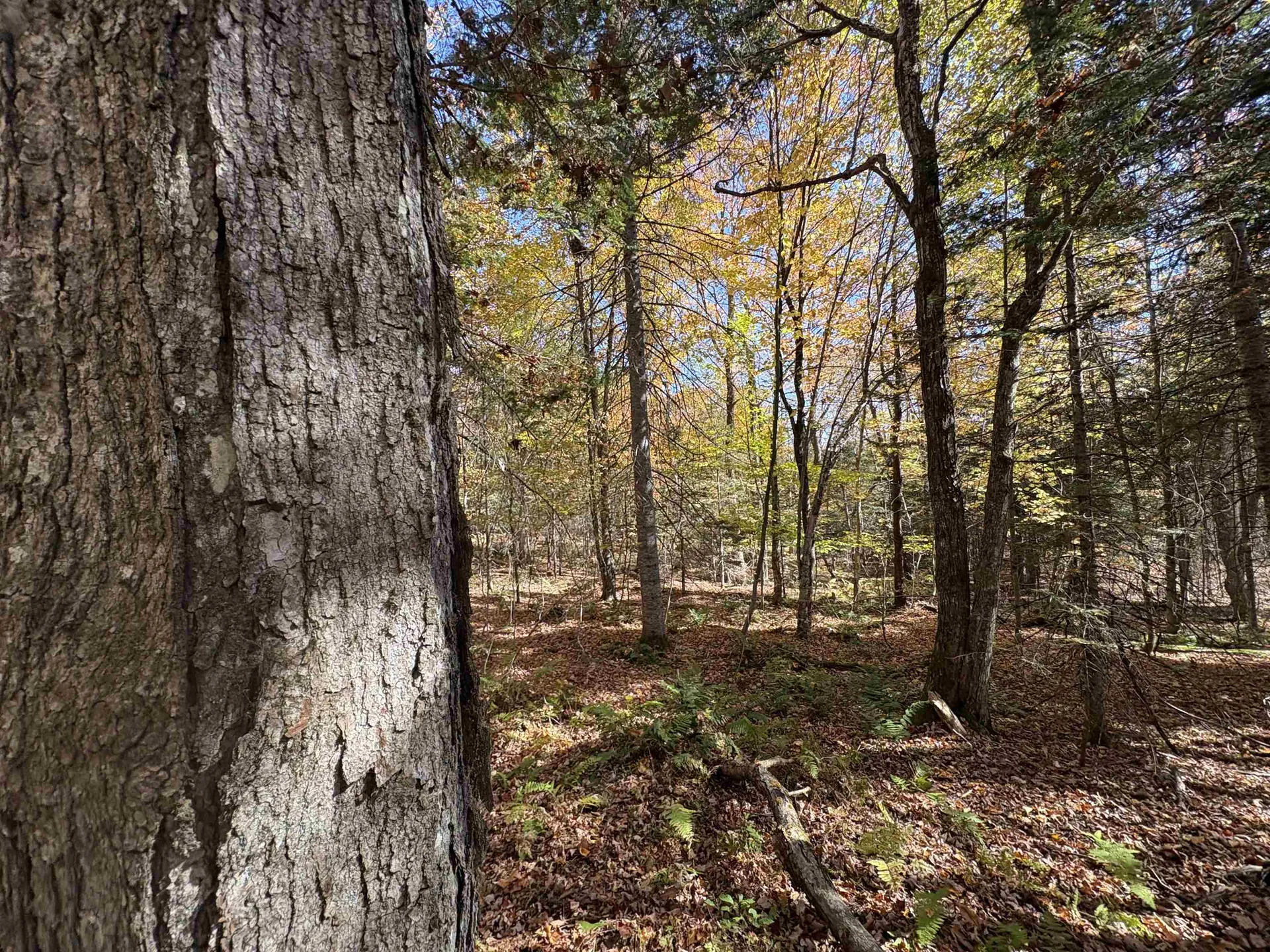 000 Baird Road Newark VT 05871