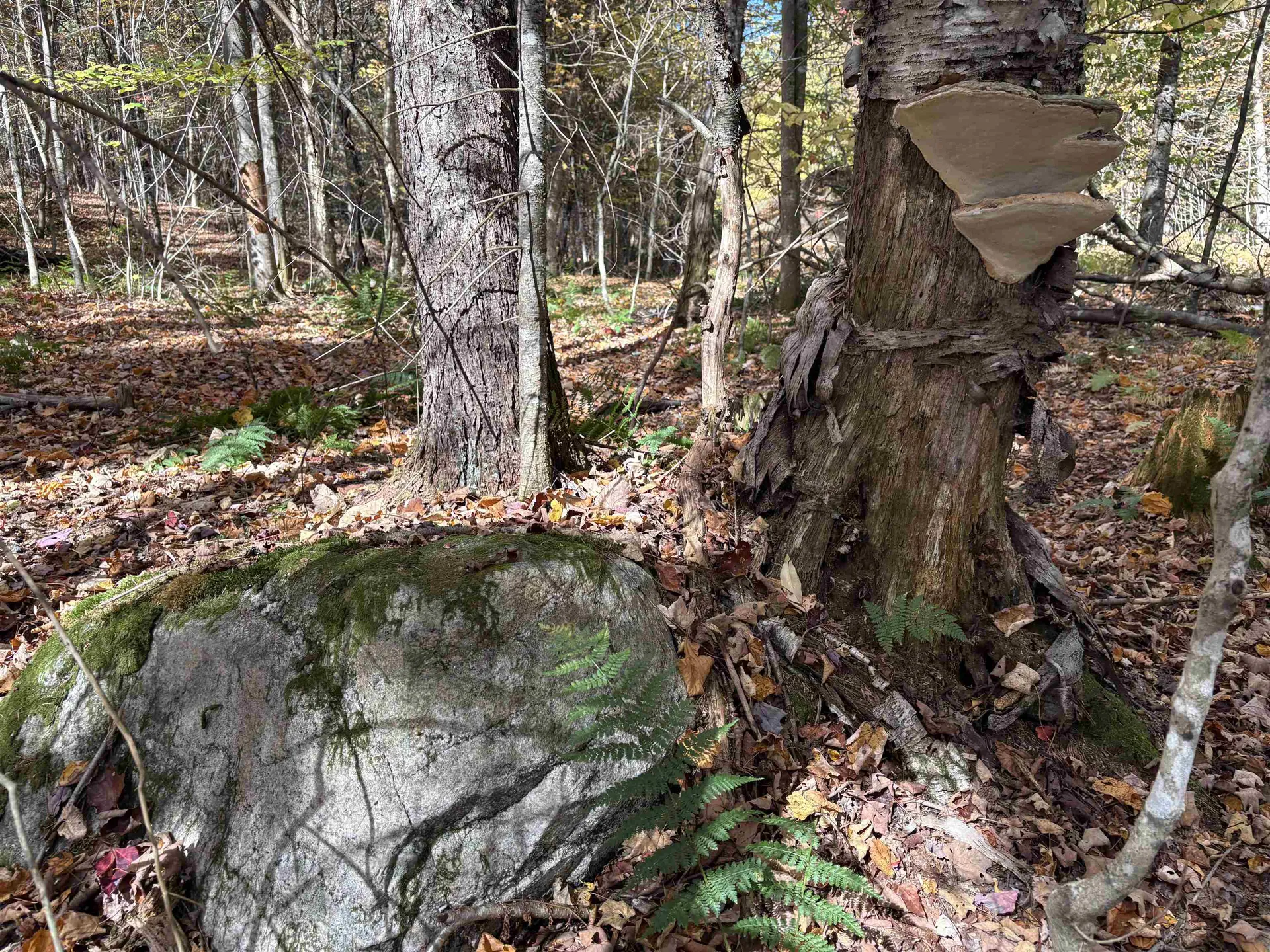 000 Baird Road Newark VT 05871