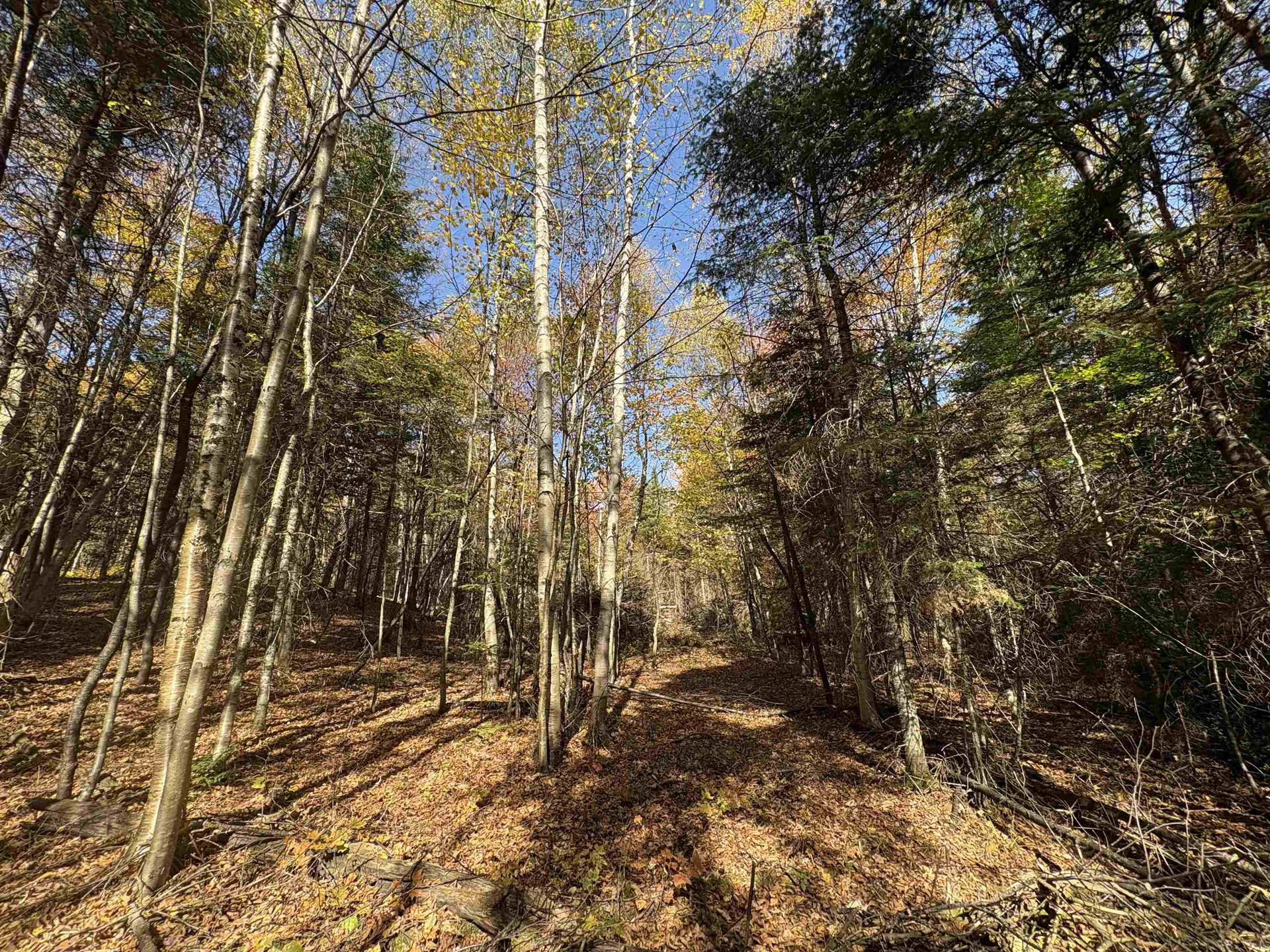 000 Baird Road Newark VT 05871