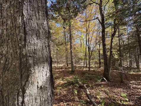 000 Baird Road Newark VT 05871