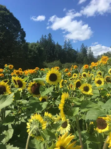 1362 Barnard Road Woodstock VT 05091