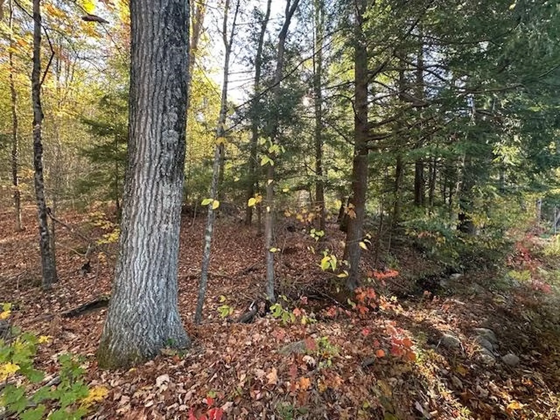 00 Old Walpole Road Surry NH 03431