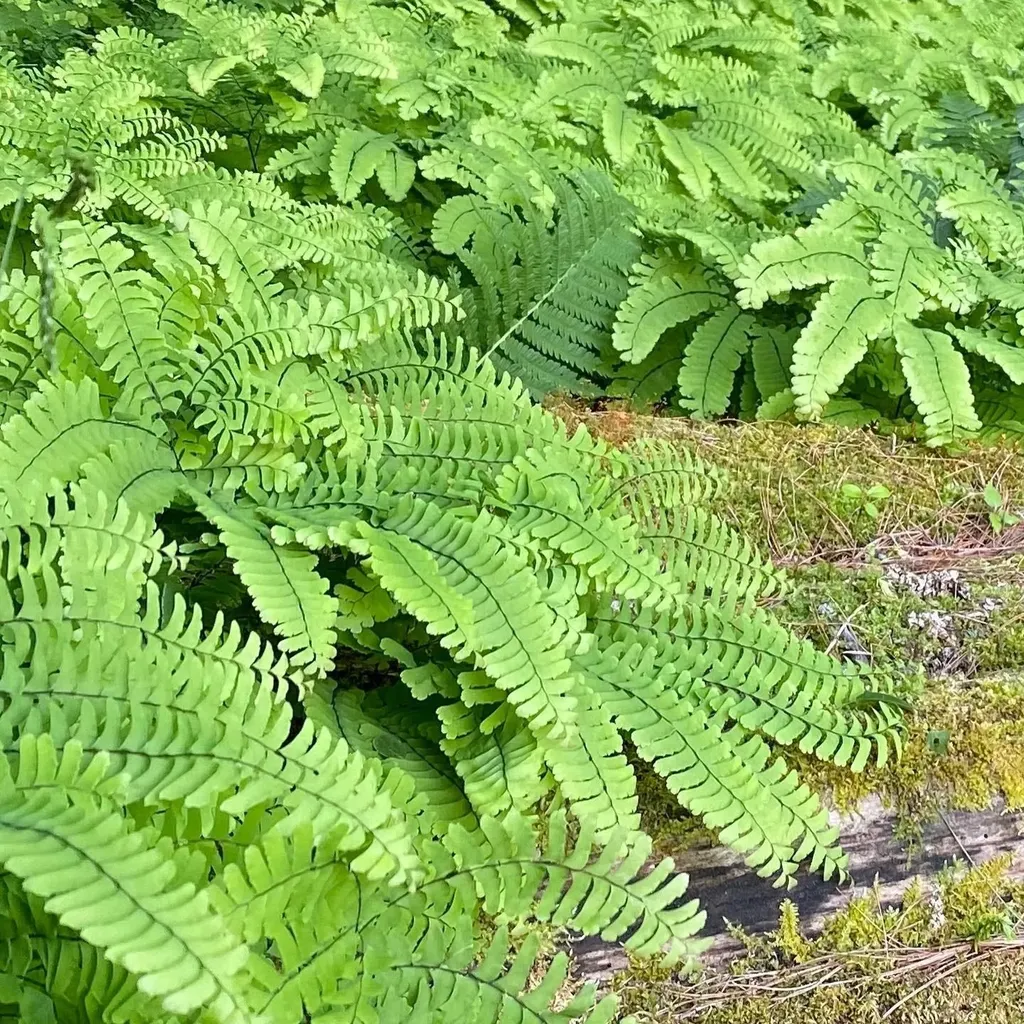 1372 Mud Pond Road Thetford VT 05075