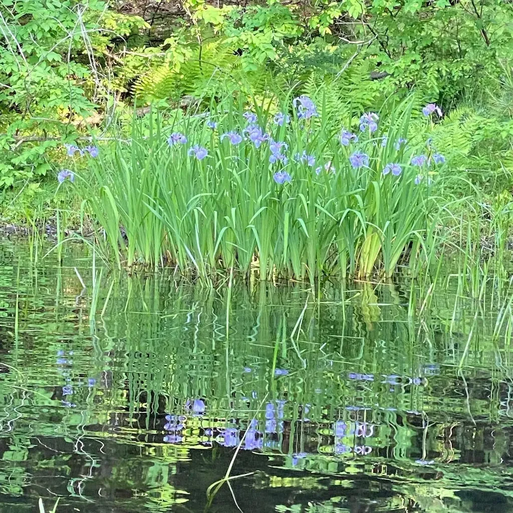 1372 Mud Pond Road Thetford VT 05075