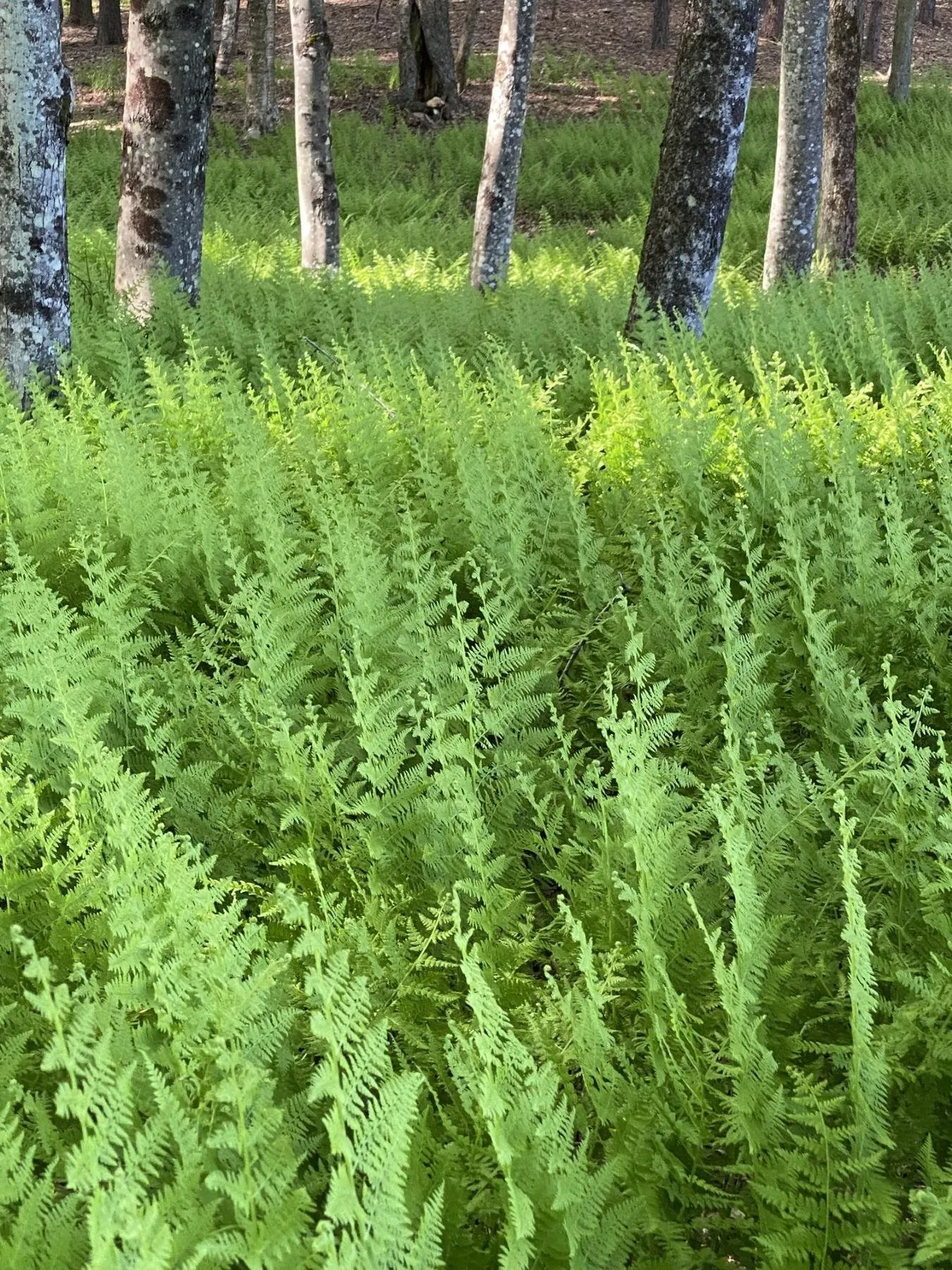 1372 Mud Pond Road Thetford VT 05075