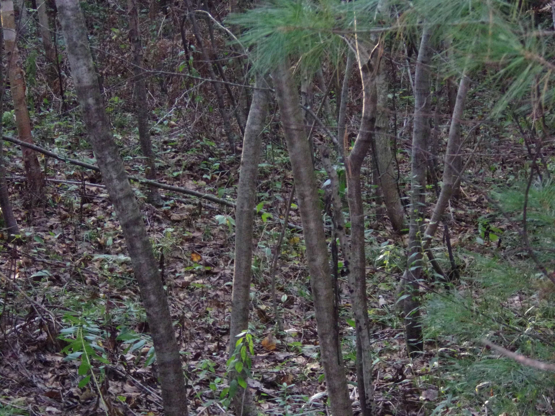 Fenn Way Circle Bath NH 03740