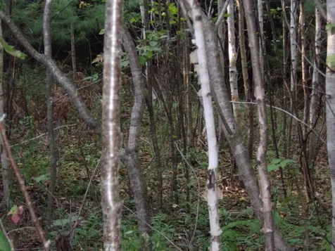 Fenn Way Circle Bath NH 03740