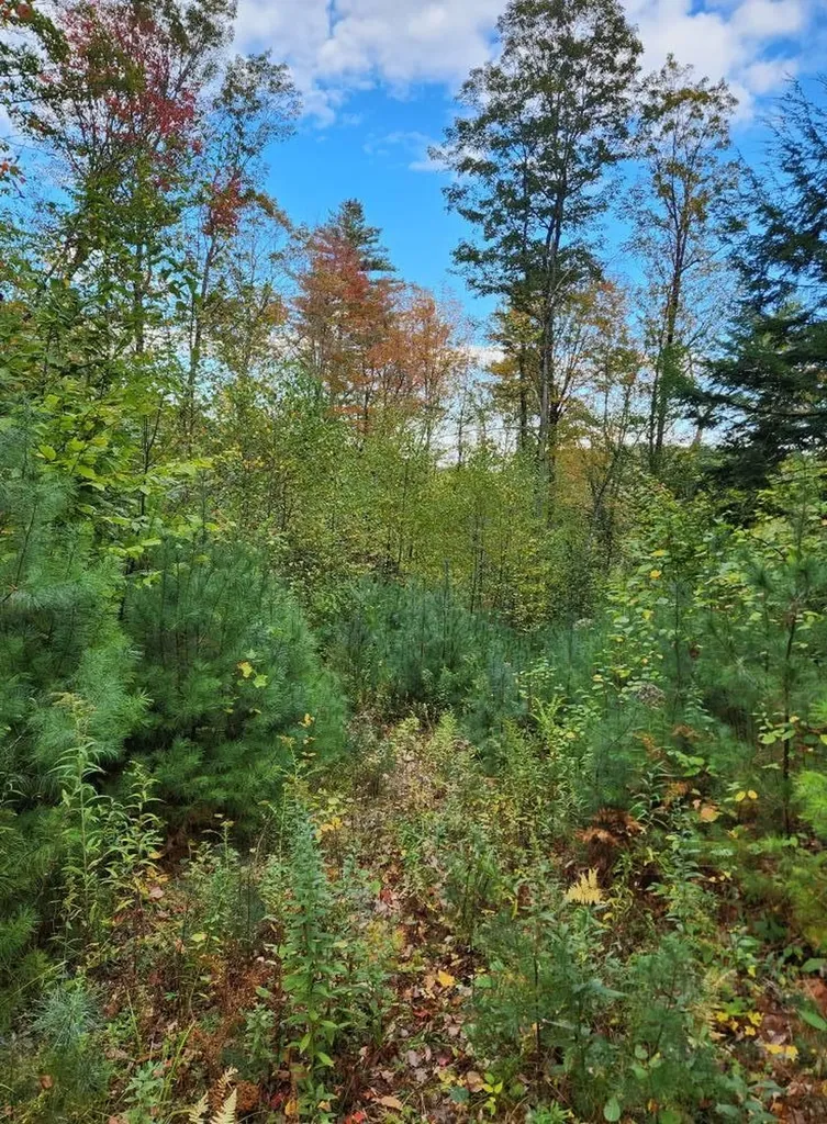 Bagley Hill Road Warner NH 03278