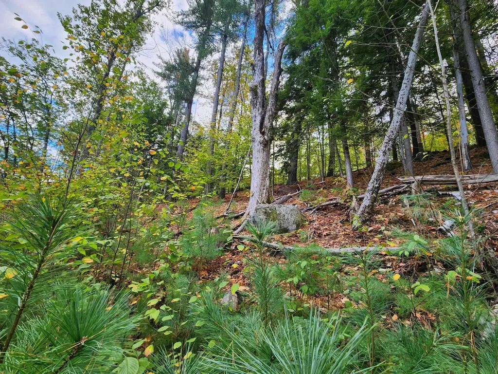 Bagley Hill Road Warner NH 03278