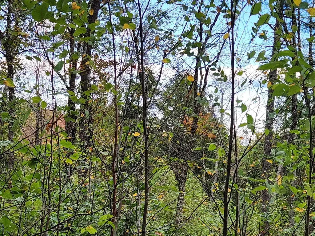 Bagley Hill Road Warner NH 03278