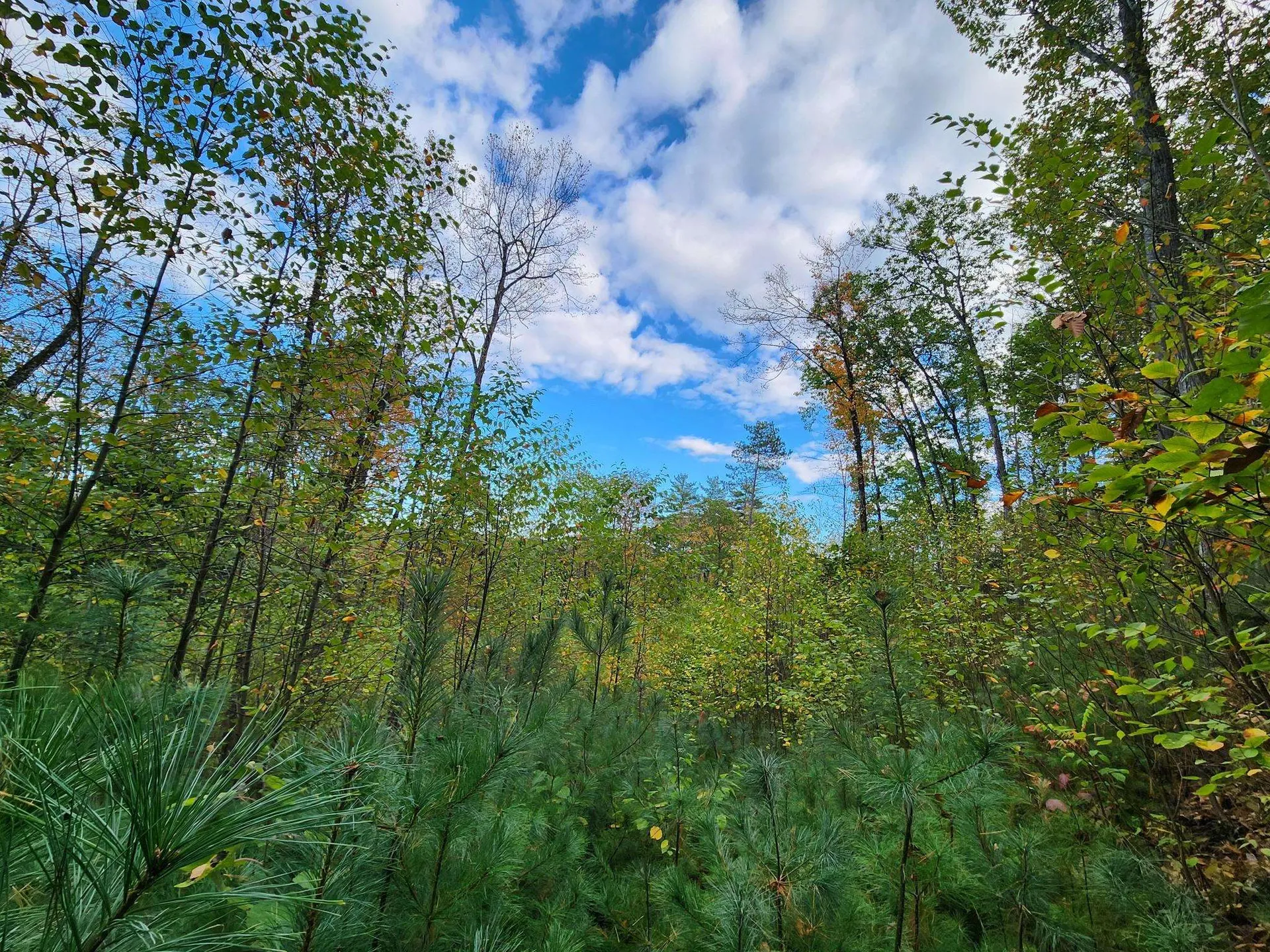 Bagley Hill Road Warner NH 03278