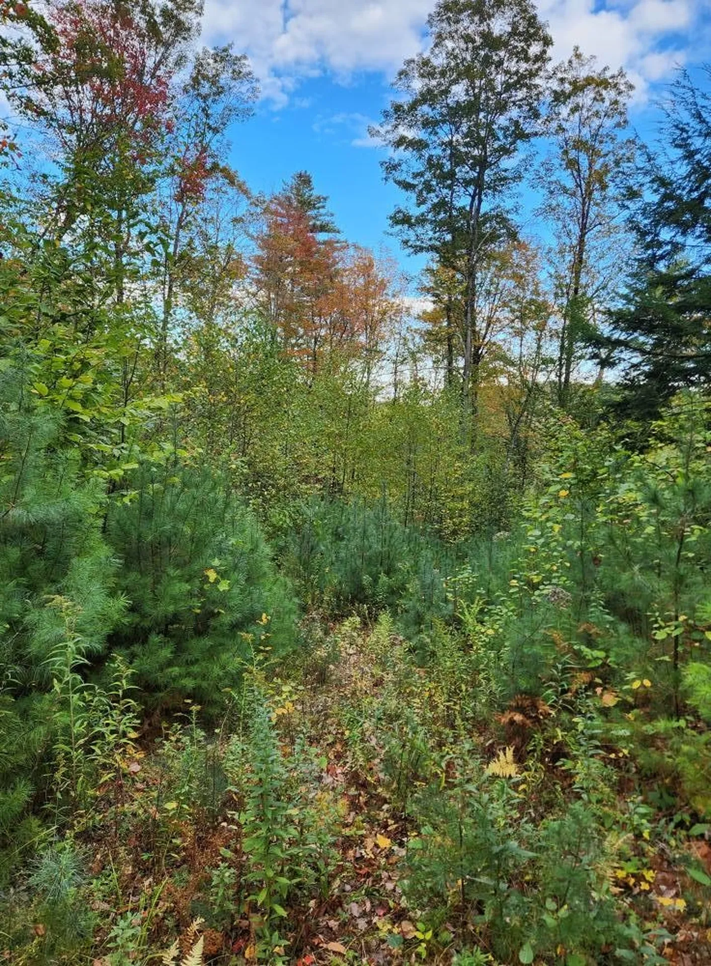 Bagley Hill Road Warner NH 03278