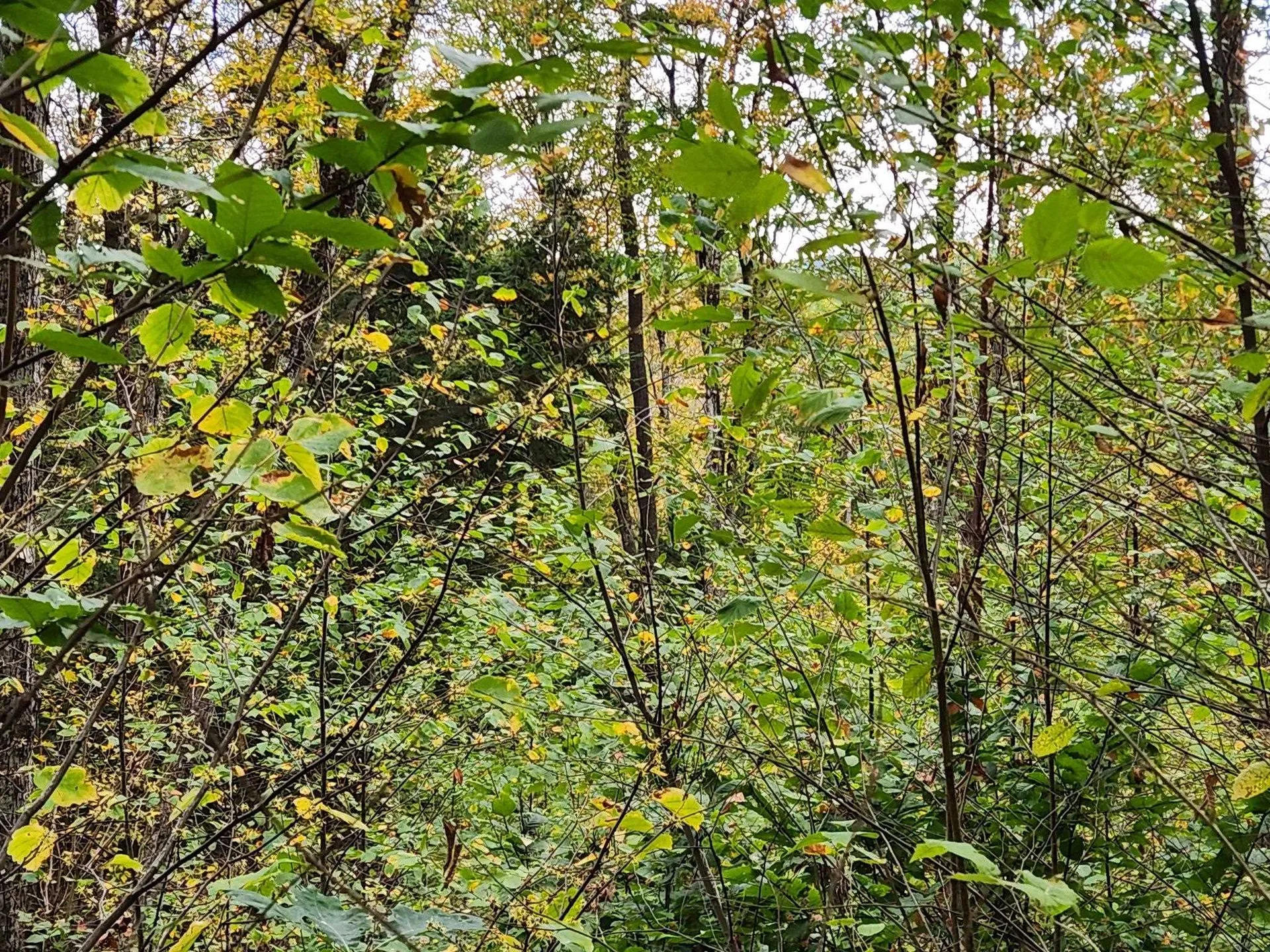 Bagley Hill Road Warner NH 03278