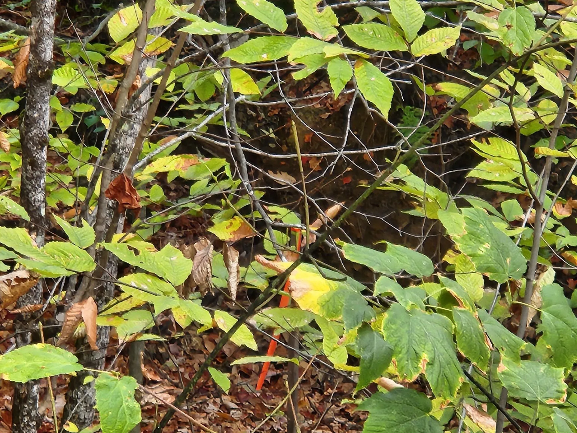 Bagley Hill Road Warner NH 03278