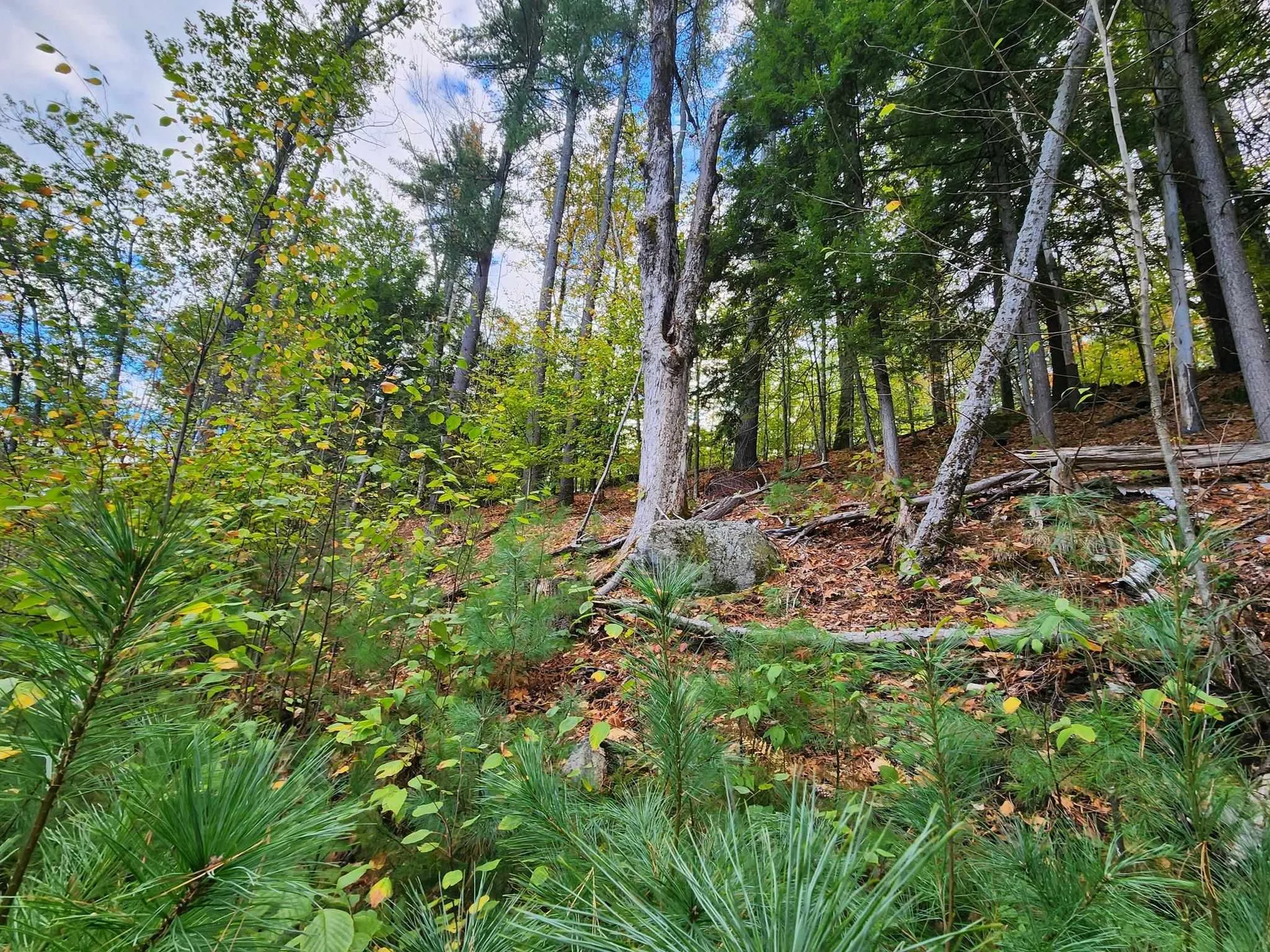 Bagley Hill Road Warner NH 03278