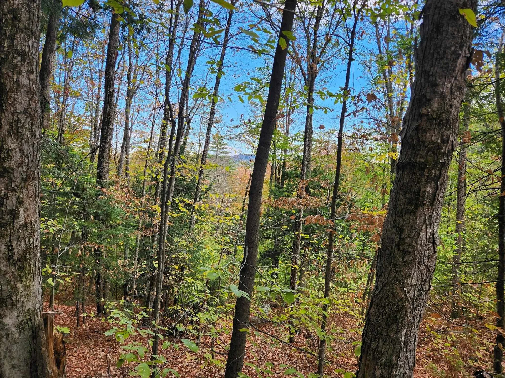 Bagley Hill Road Warner NH 03278