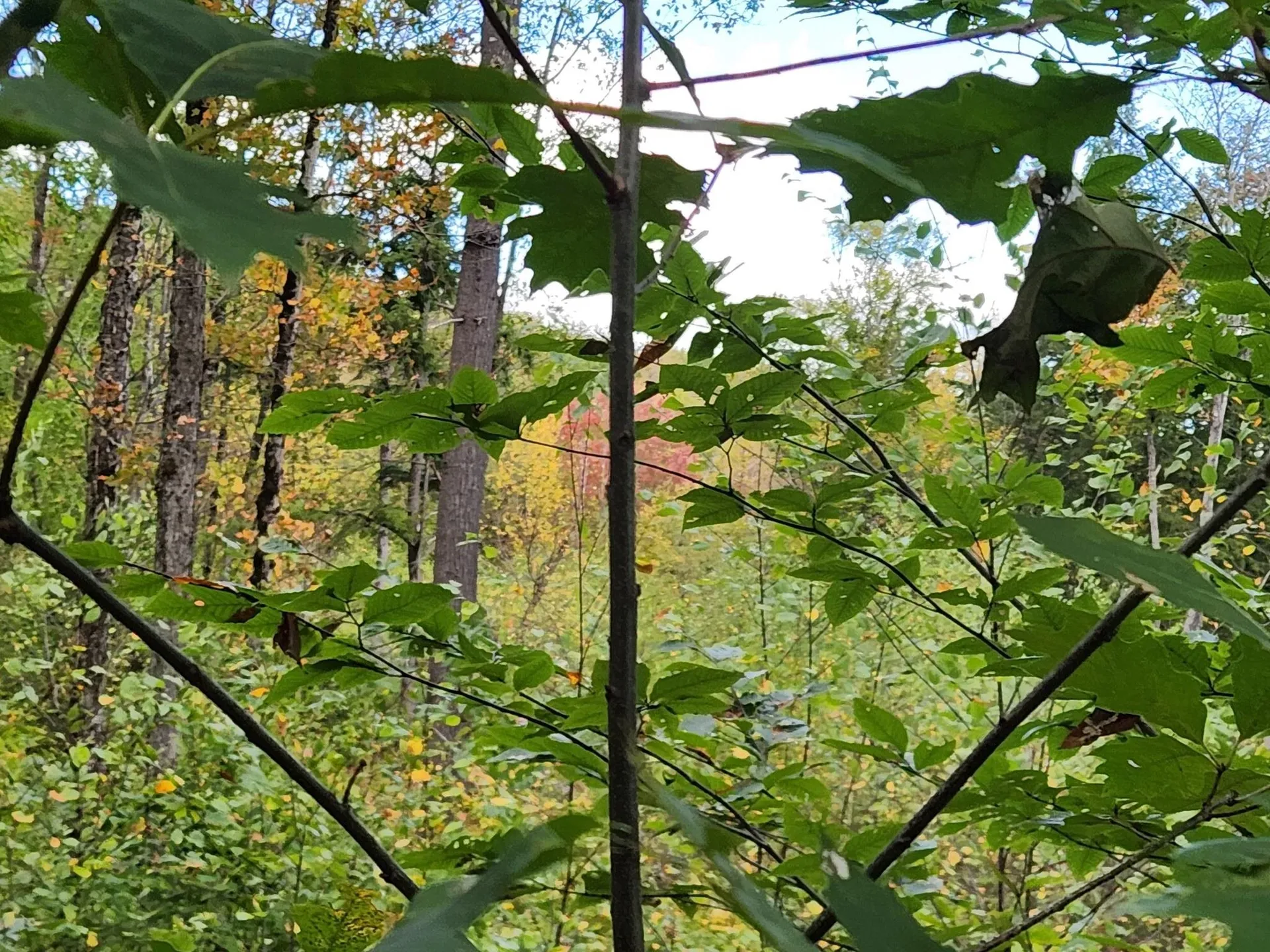 Bagley Hill Road Warner NH 03278