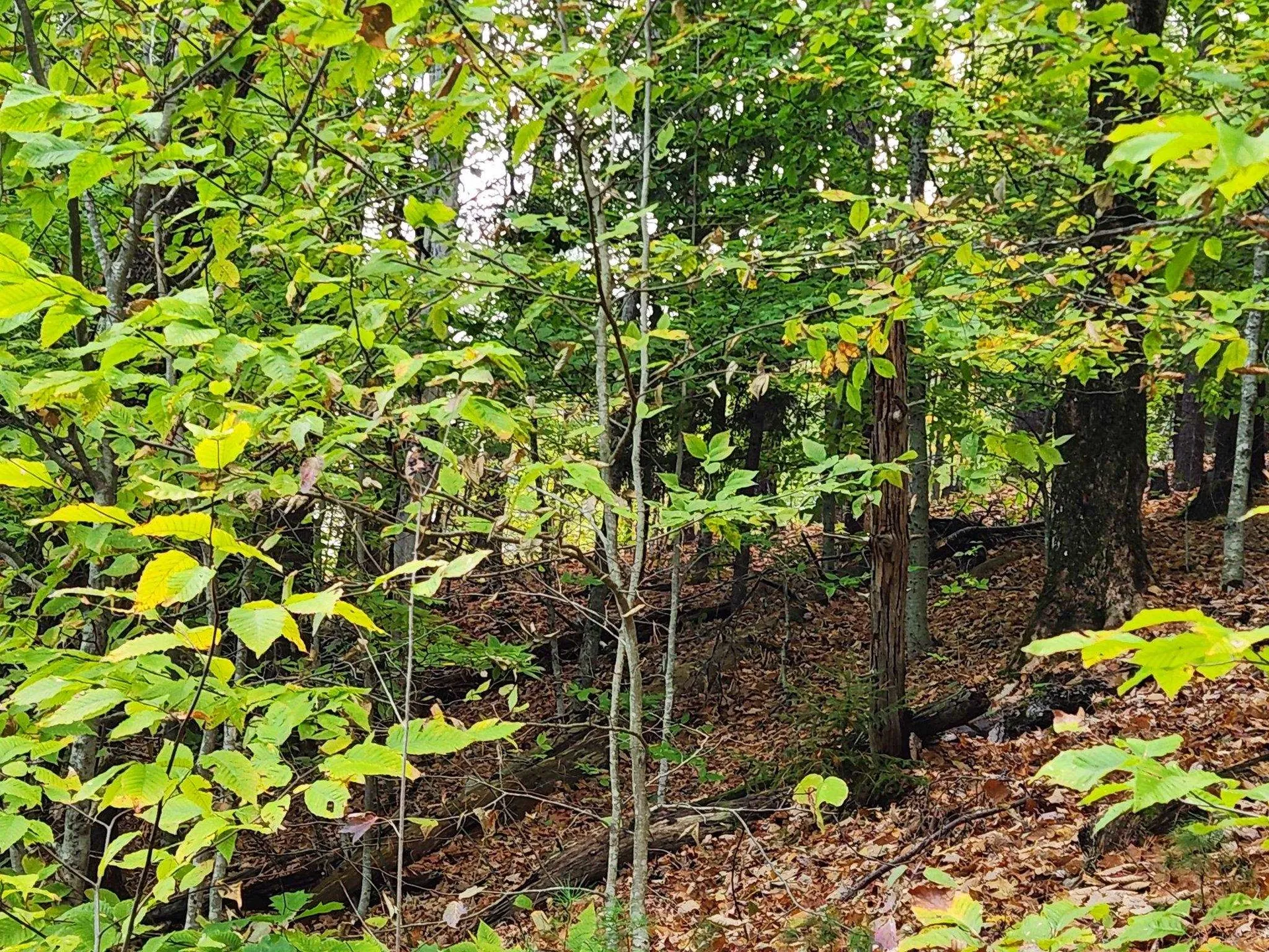 Bagley Hill Road Warner NH 03278