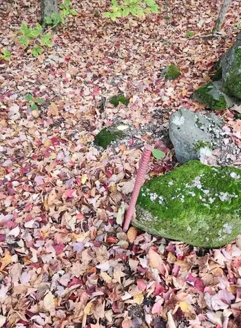 Bagley Hill Road Warner NH 03278