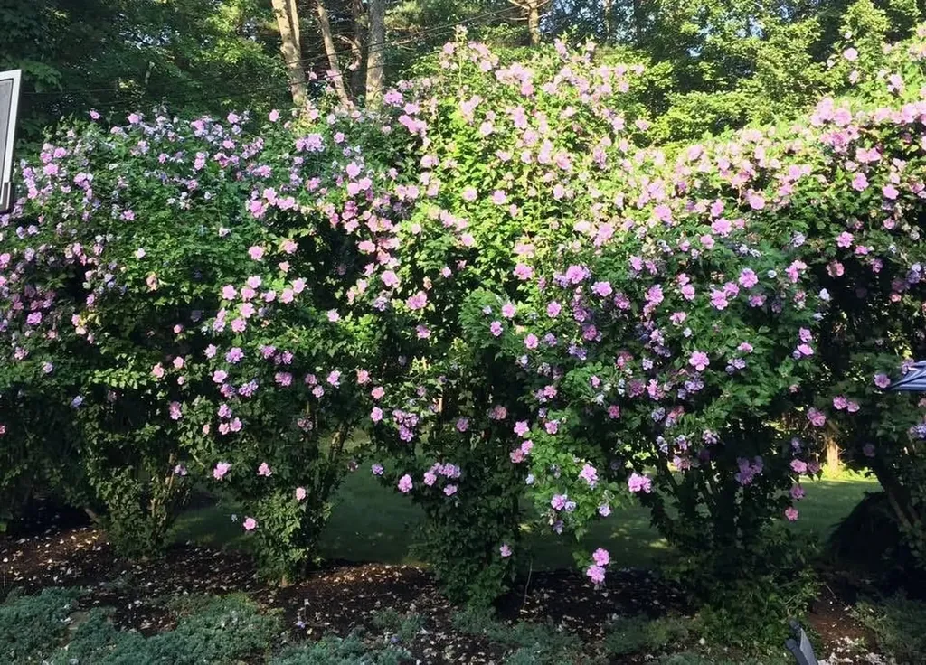 2 Farrwood Drive Hooksett NH 03106