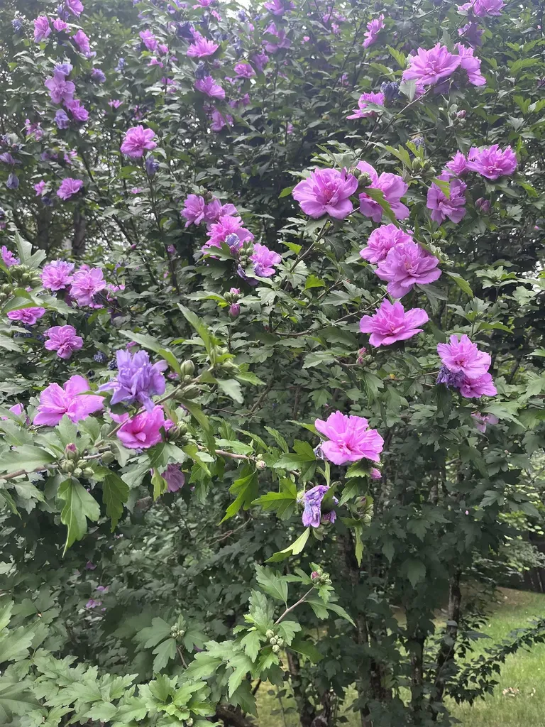 2 Farrwood Drive Hooksett NH 03106