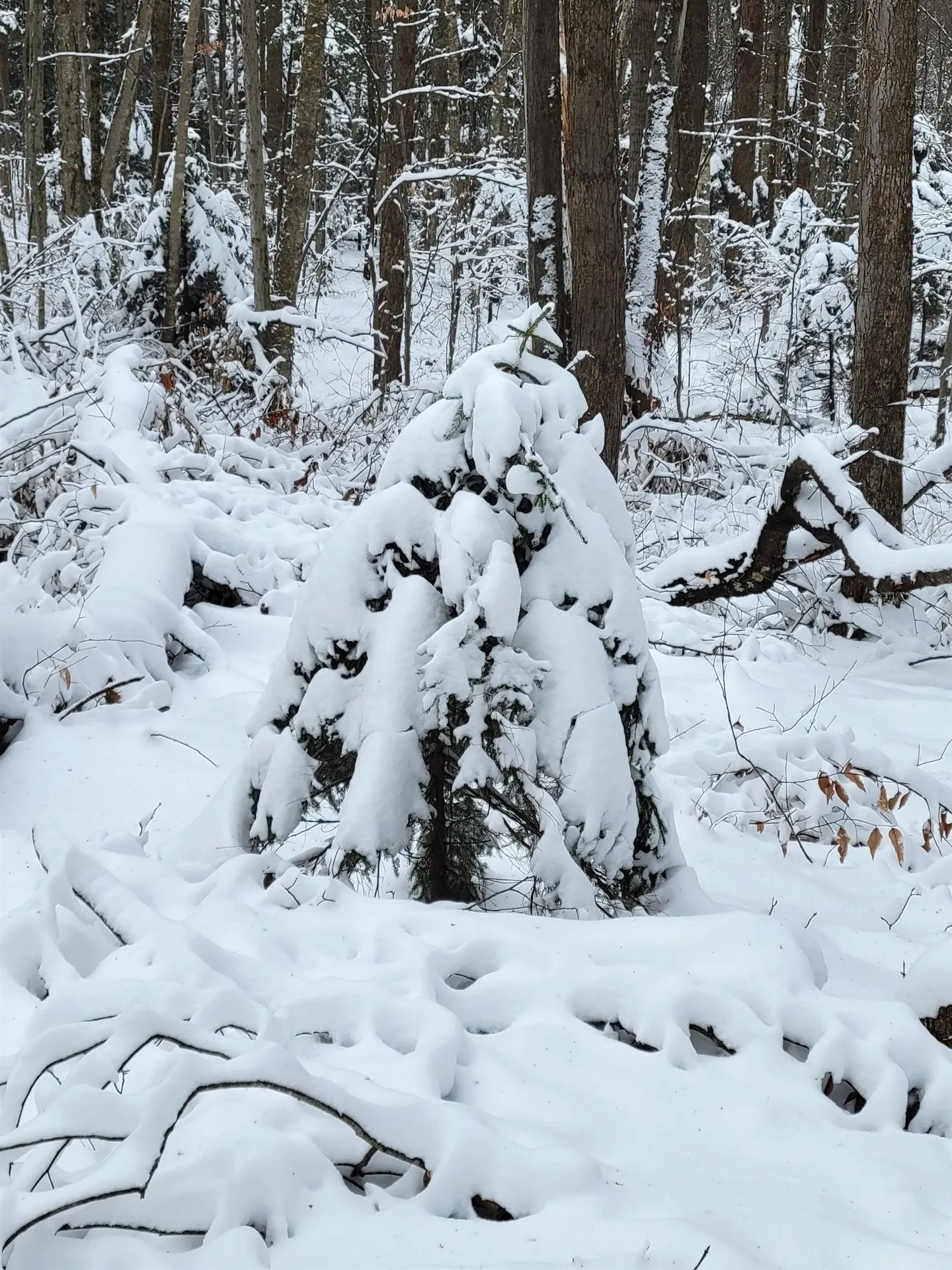 00 Heartwellville View Road Readsboro VT 05350