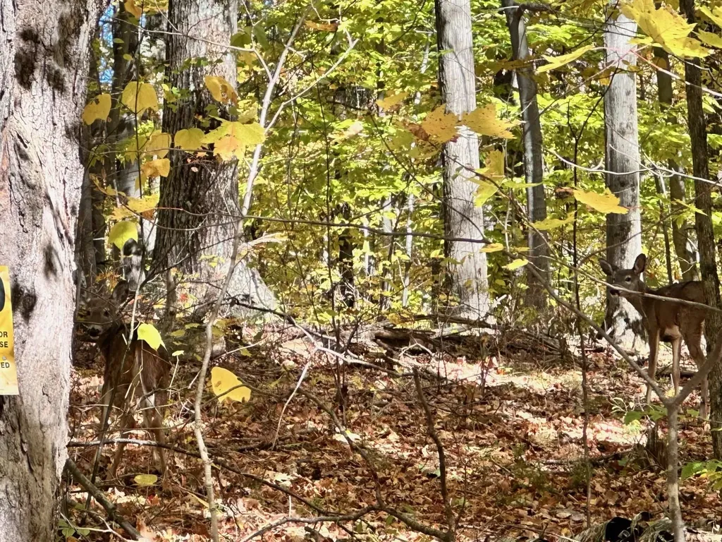 429 Coy Hill Road Middletown Springs VT 05757