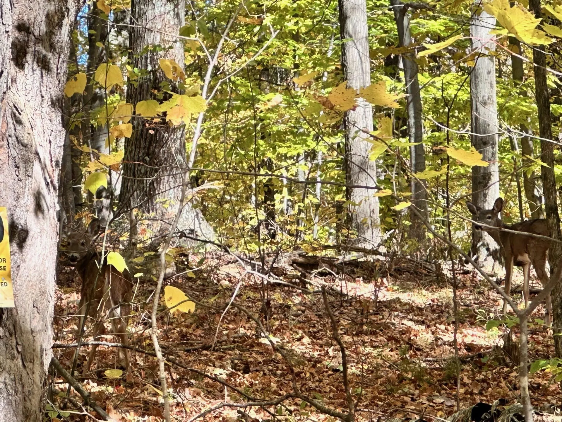 429 Coy Hill Road Middletown Springs VT 05757