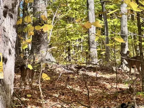 429 Coy Hill Road Middletown Springs VT 05757