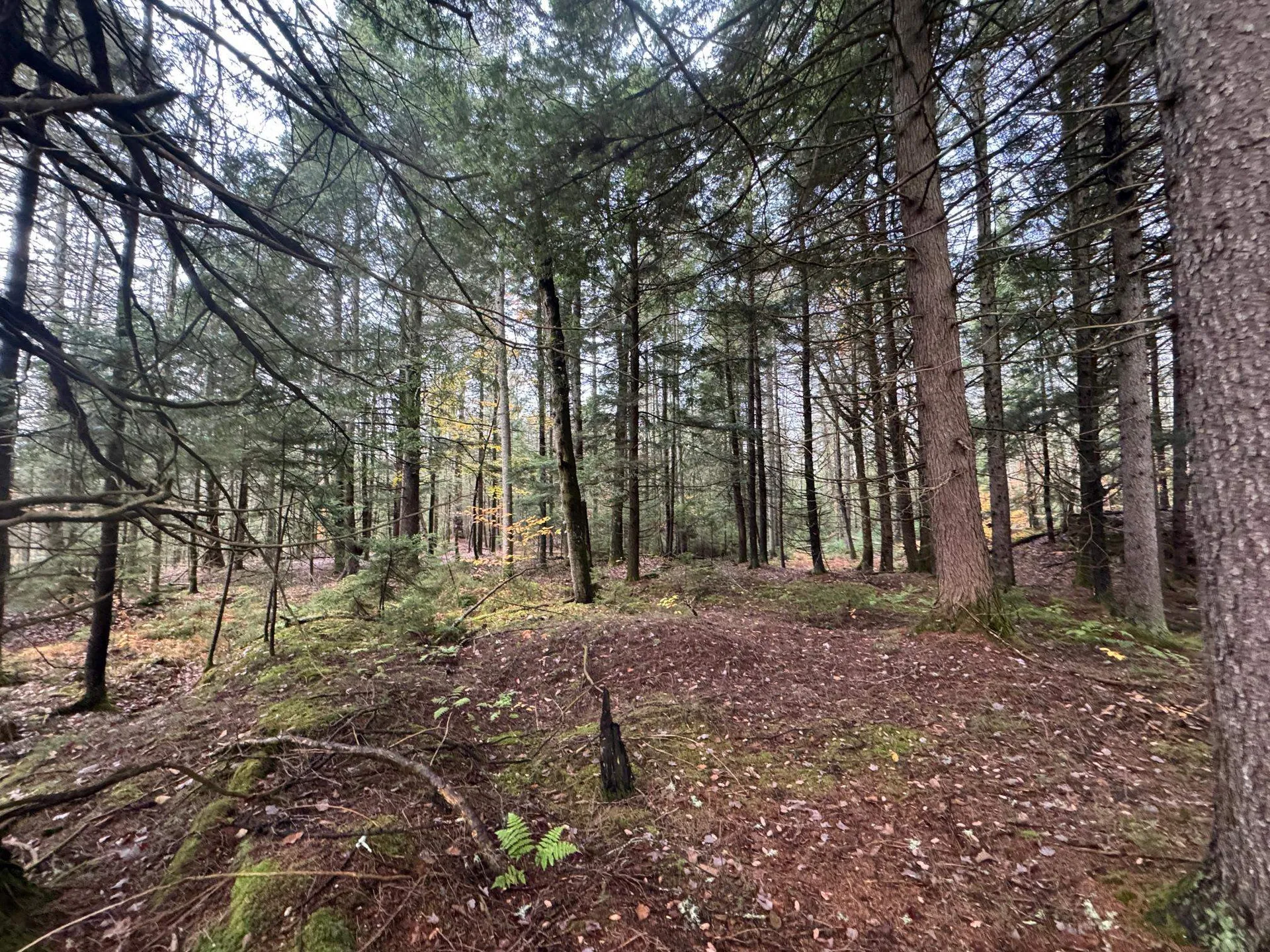 10 Hampshire Hill Road Worcester VT 05682