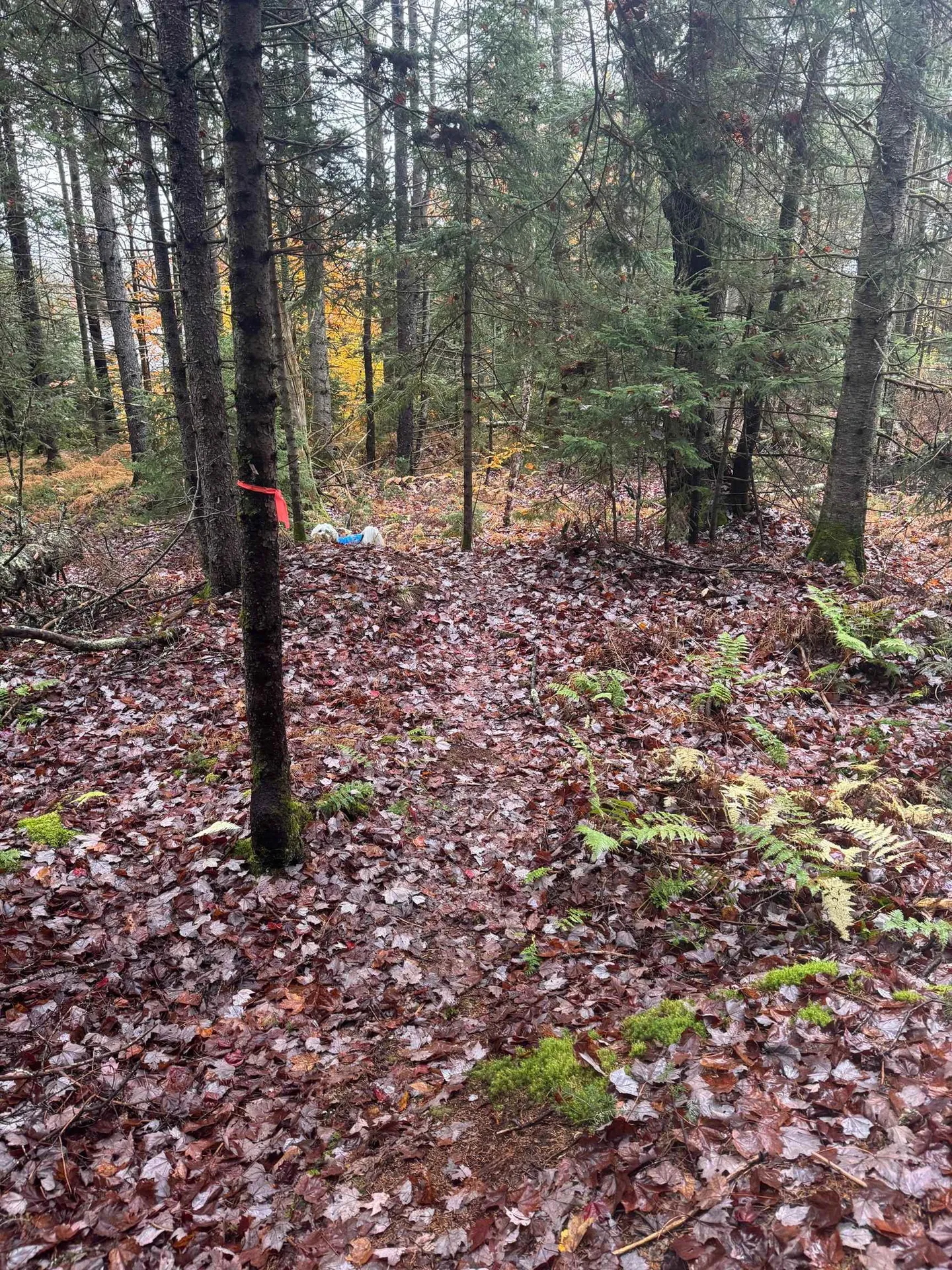 10 Hampshire Hill Road Worcester VT 05682