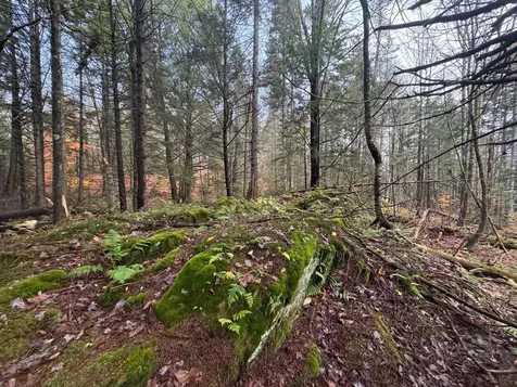 10 Hampshire Hill Road Worcester VT 05682