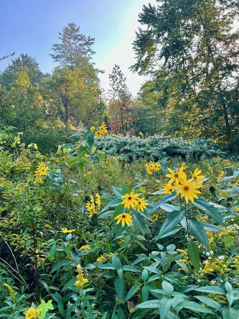 777 Butternut Gutter Arlington VT 05250
