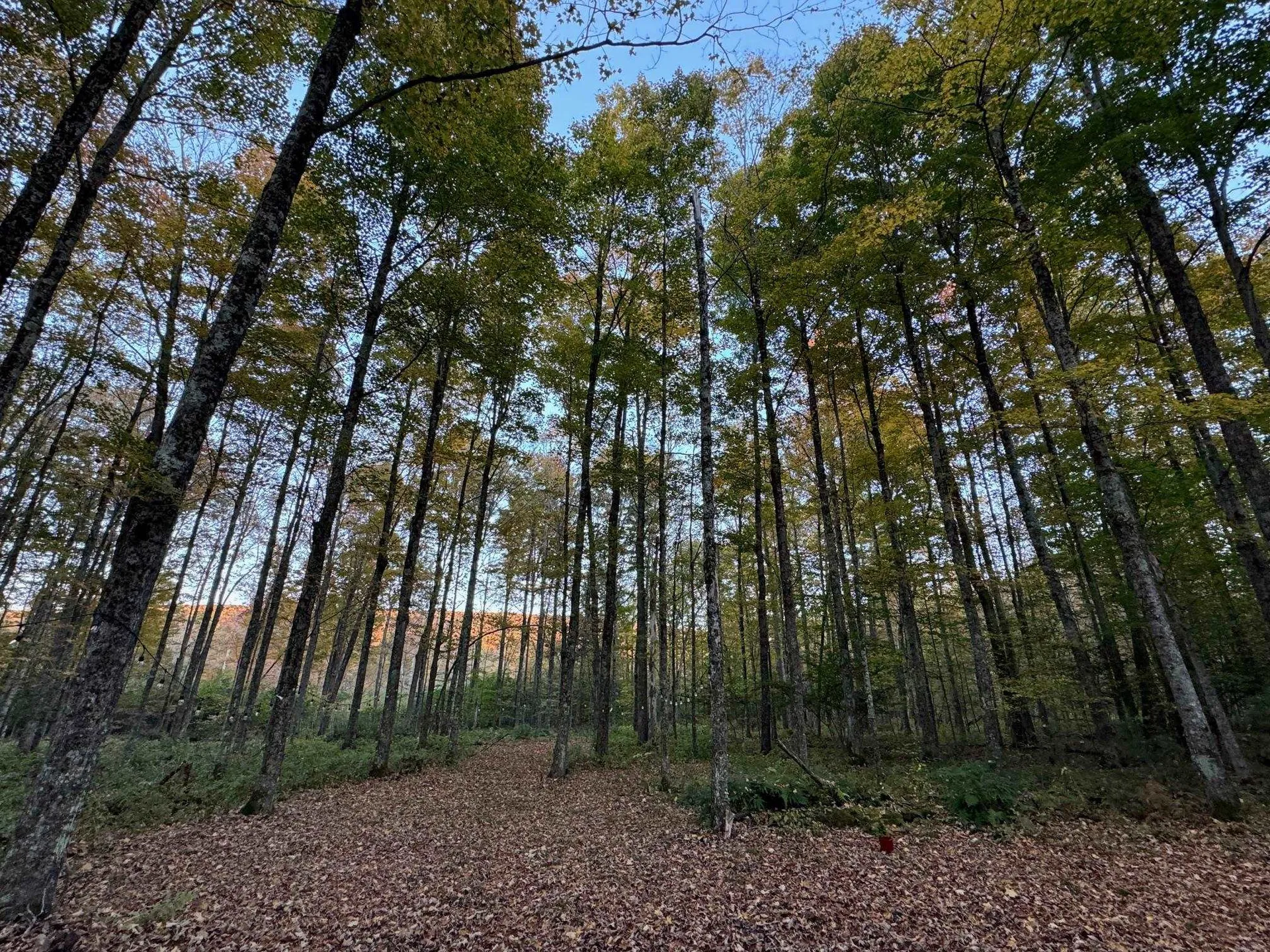 777 Butternut Gutter Arlington VT 05250