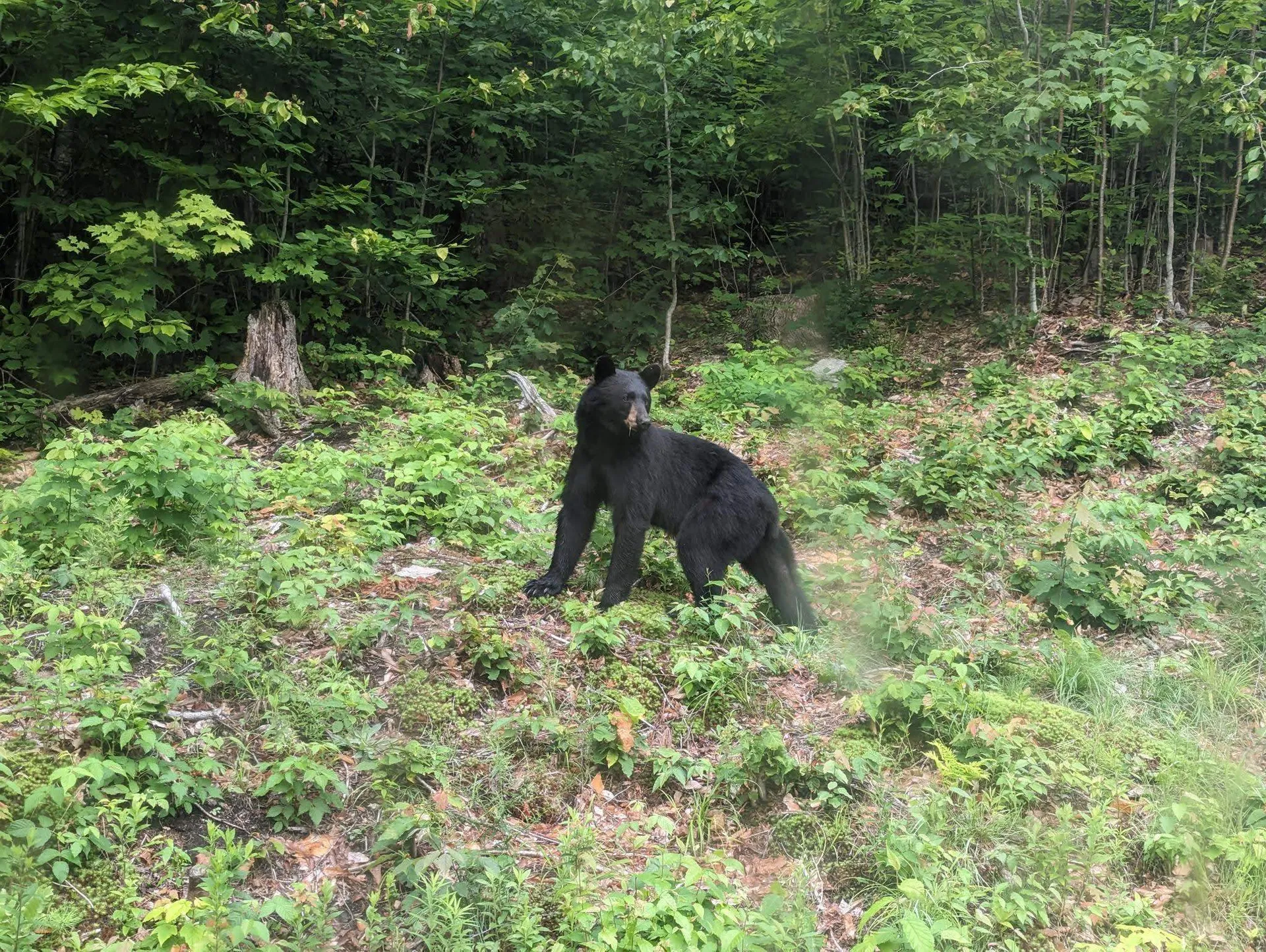 24 Potts Drive Dorchester NH 03266