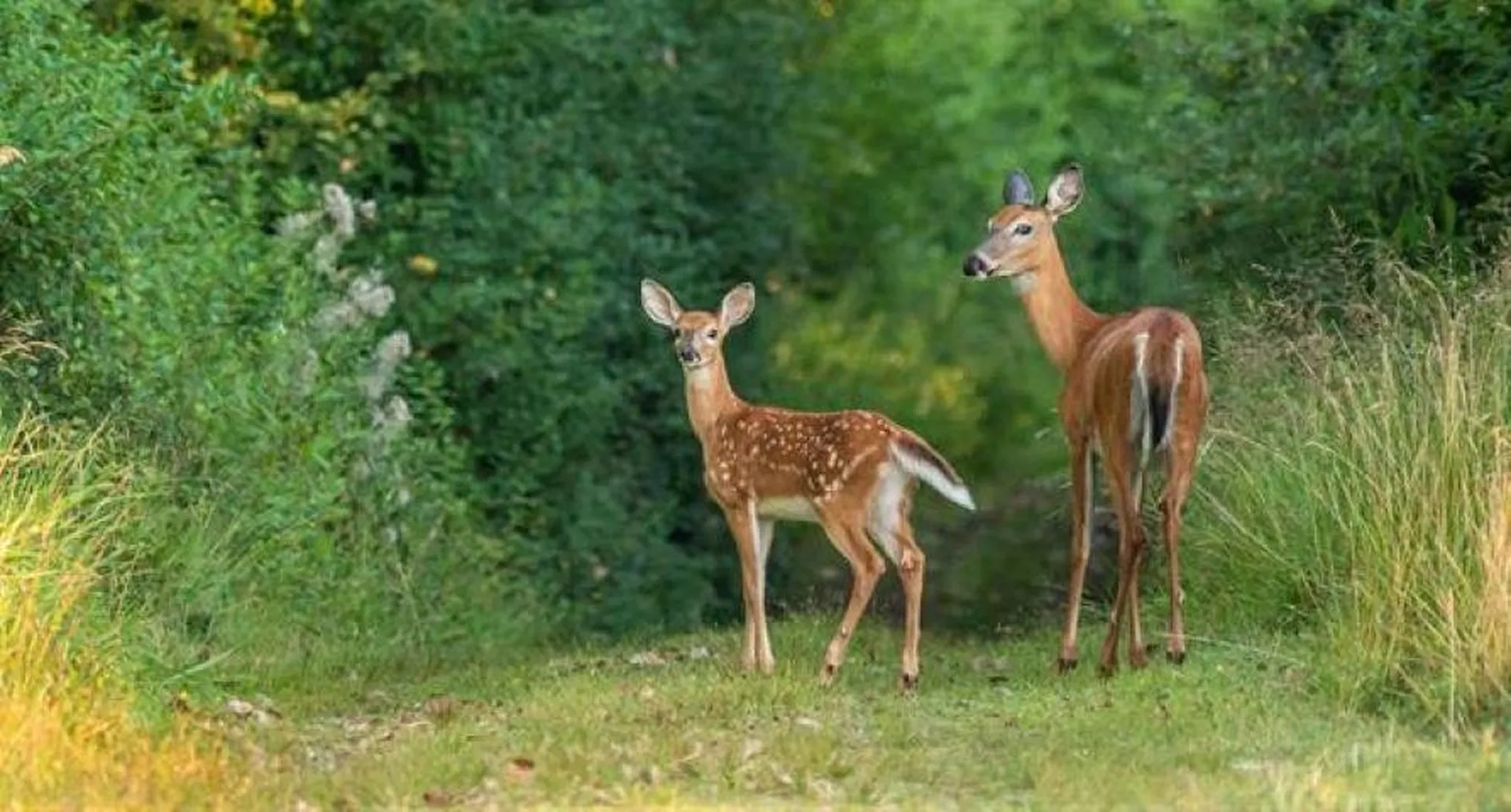 34 Liberty Lane Thornton NH 03285