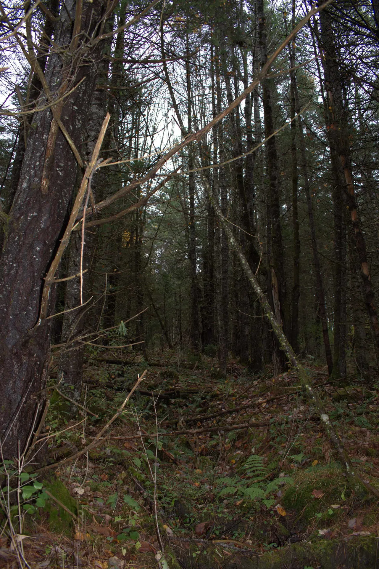 00 Old County South Road Waterford VT 05848