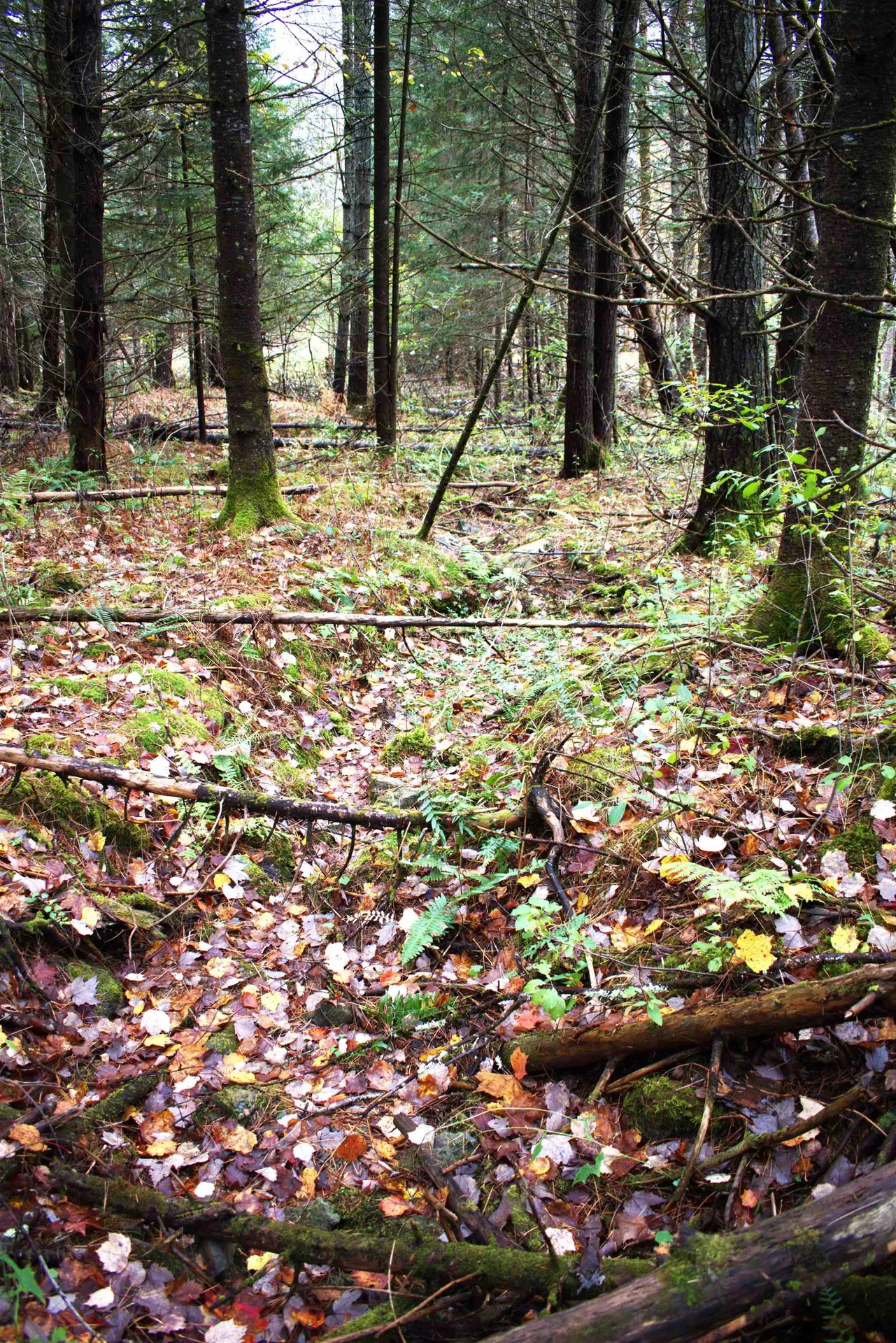 00 Old County South Road Waterford VT 05848