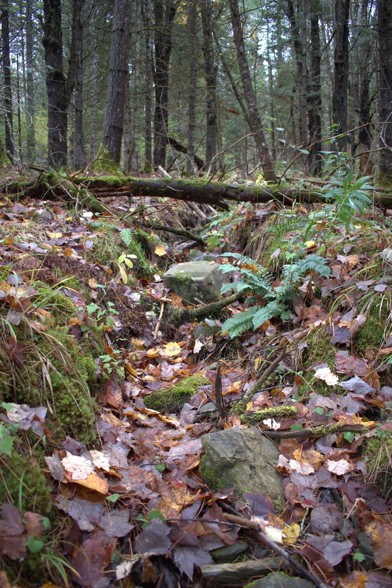 00 Old County South Road Waterford VT 05848