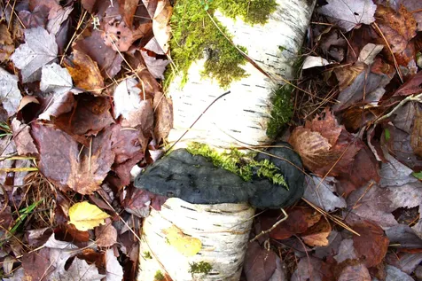 00 Old County South Road Waterford VT 05848